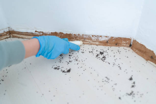 Best Flea Control Services  in Lake View, AL